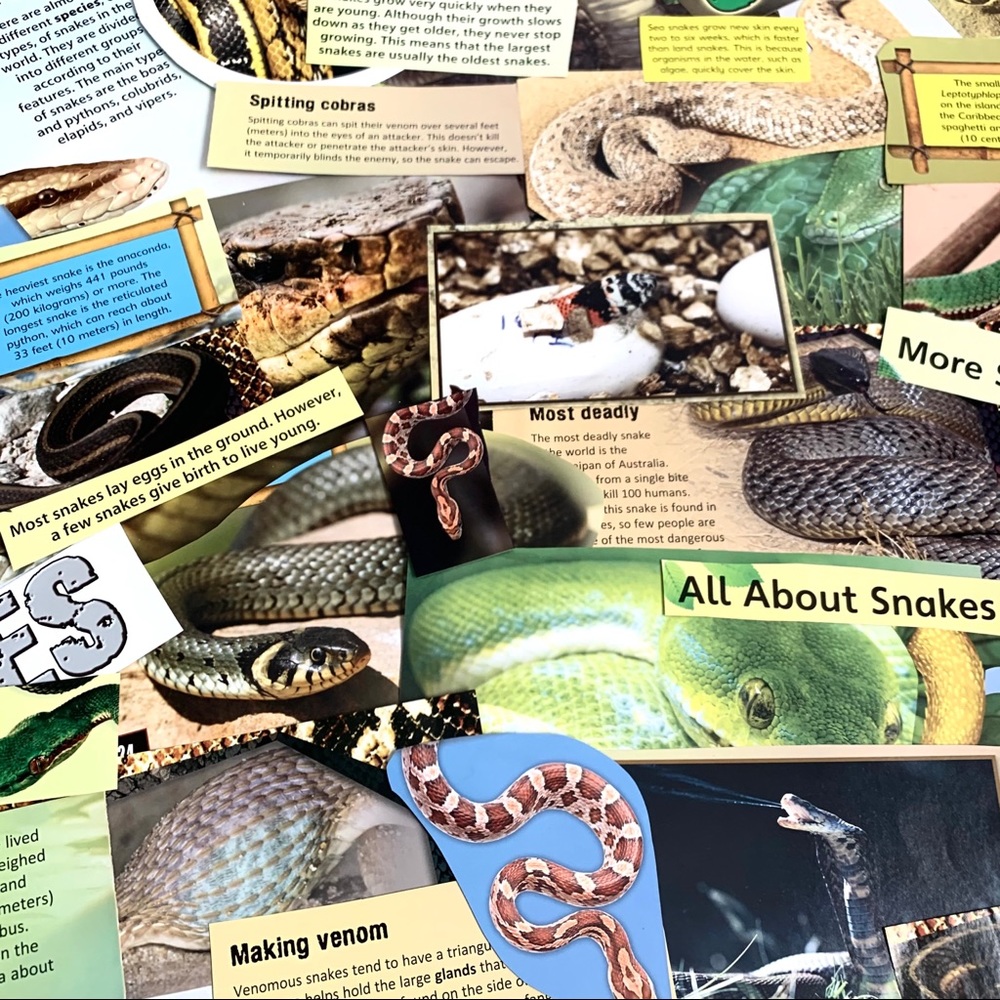 55 Pc Snake Ephemera Bundle Scrapbook Junk Journal Collage Reptile Paper Lot